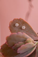 Shimmer Star Studs